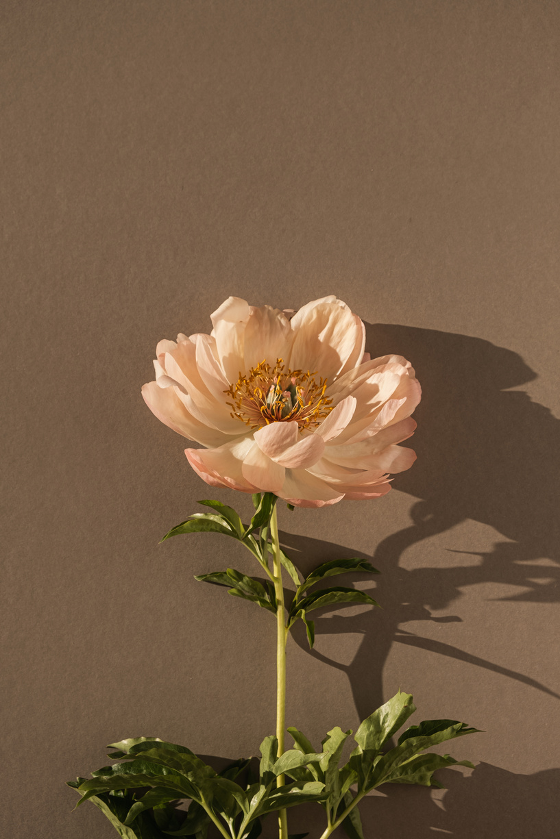 Flower with Shadow on a Wall